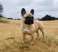 Nelly van Vriesobulls